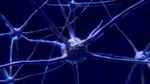 neuronii si dendritele