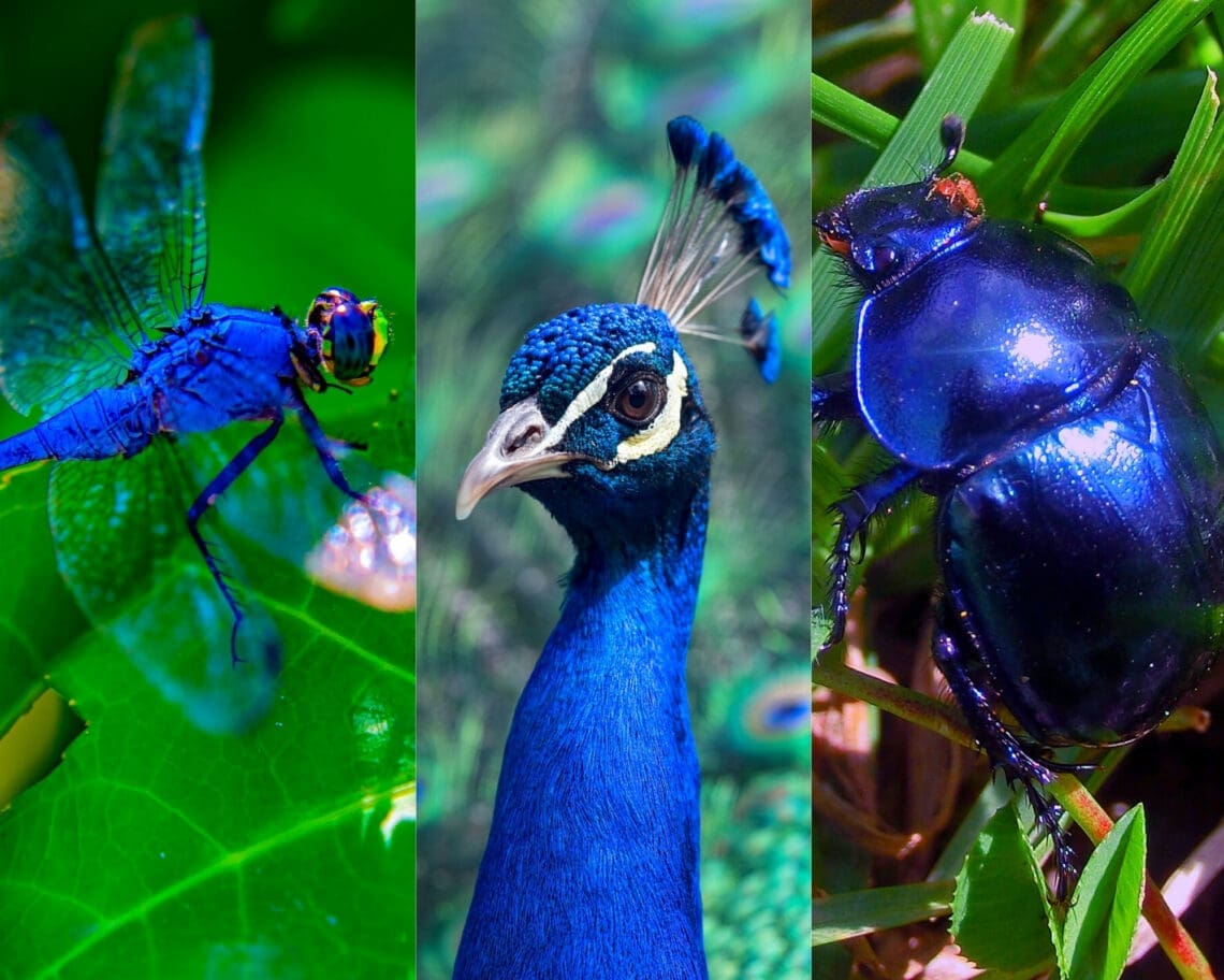 albastru si verde in natura