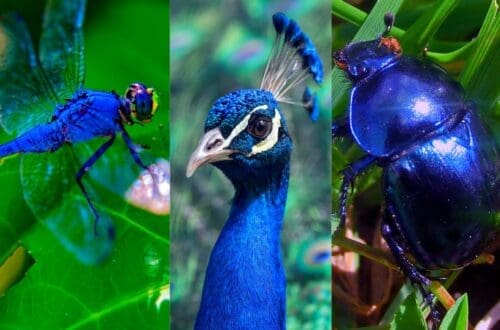 albastru si verde in natura