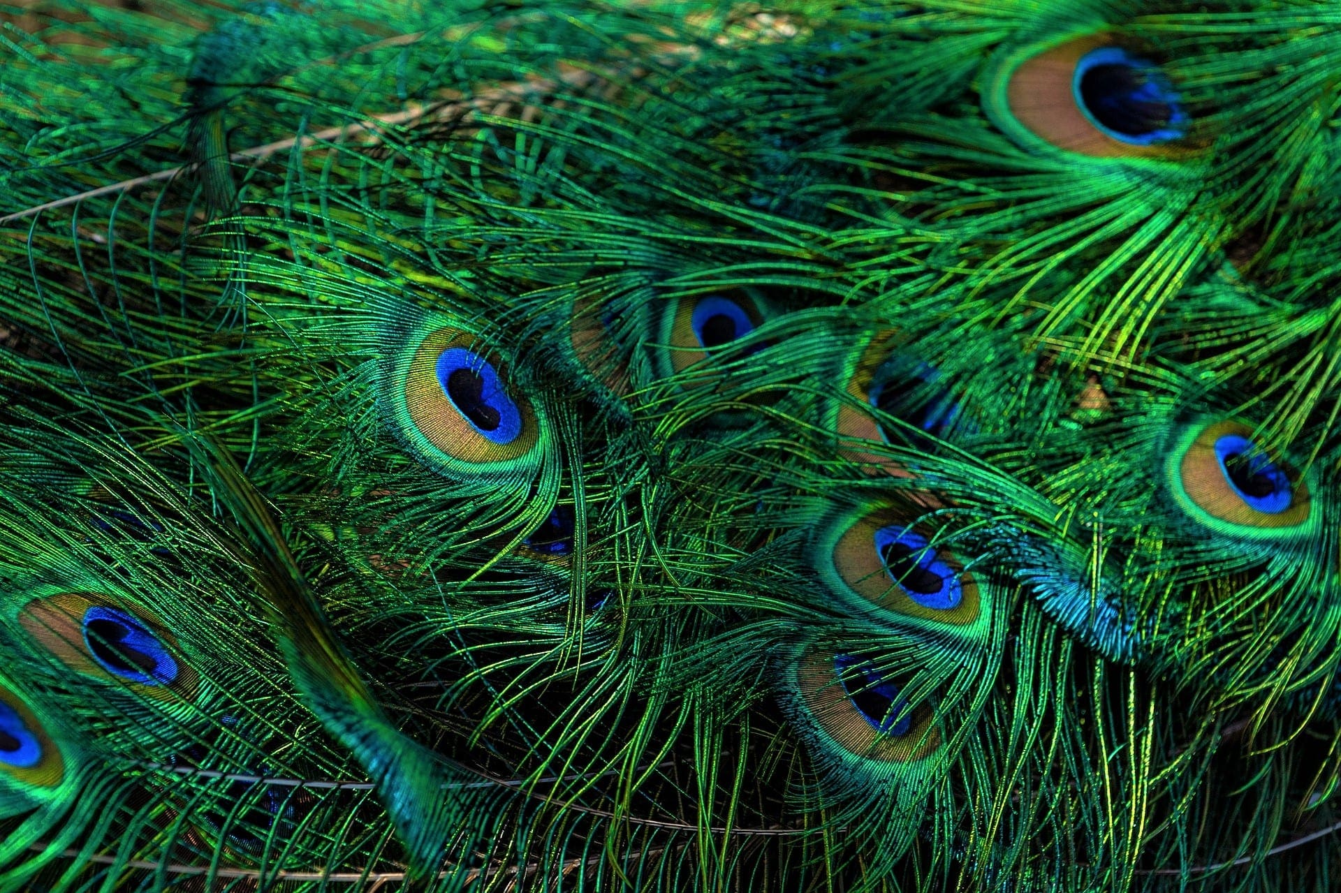 albastru si verde paun