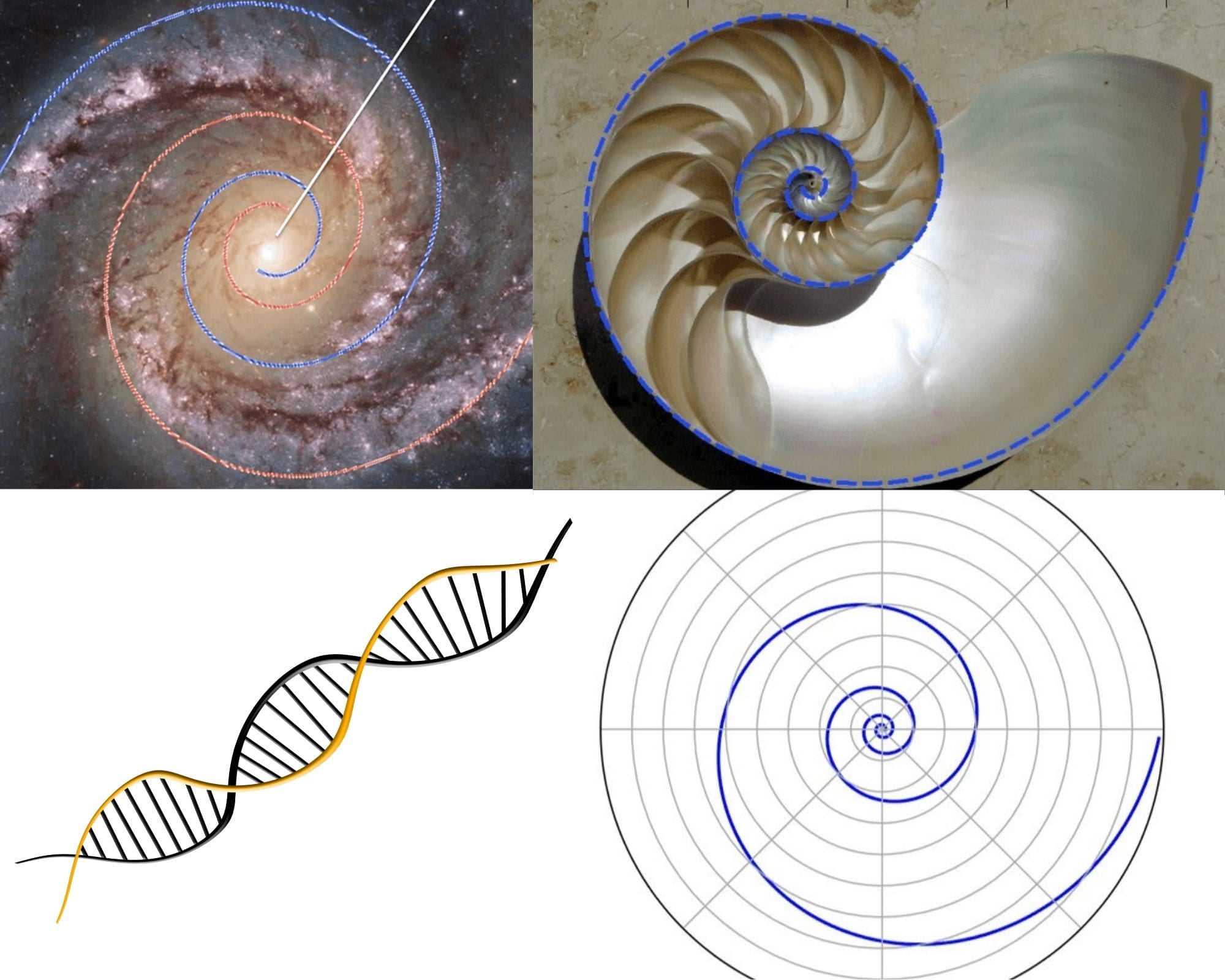 campul morfogen si spirala