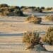 recif de corali in desert
