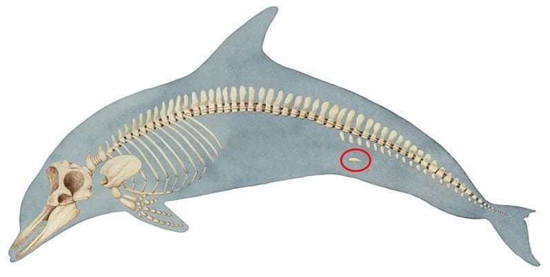 evolutie sirene delfini