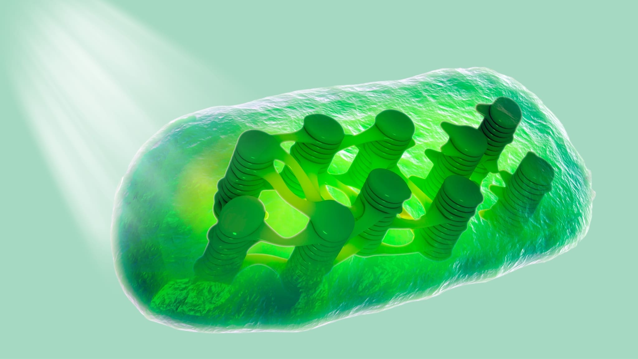 fizica cuantica si fotosinteza