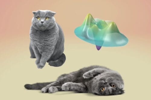 starile cuantice de pisica