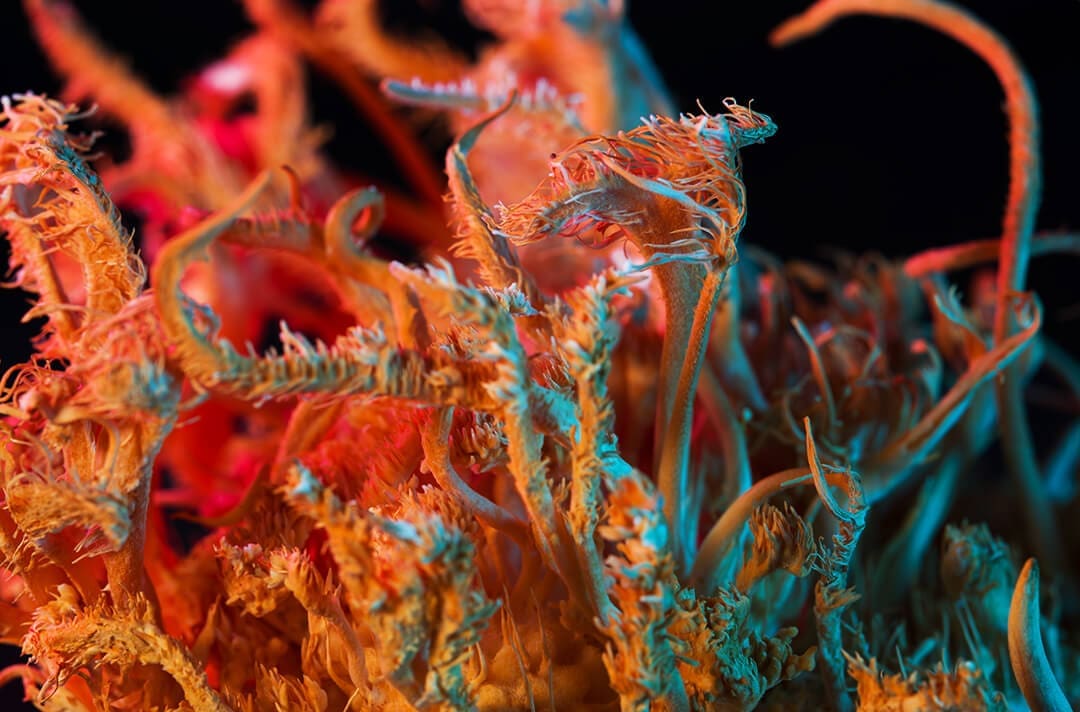 ciupercile si impulsurile electrice