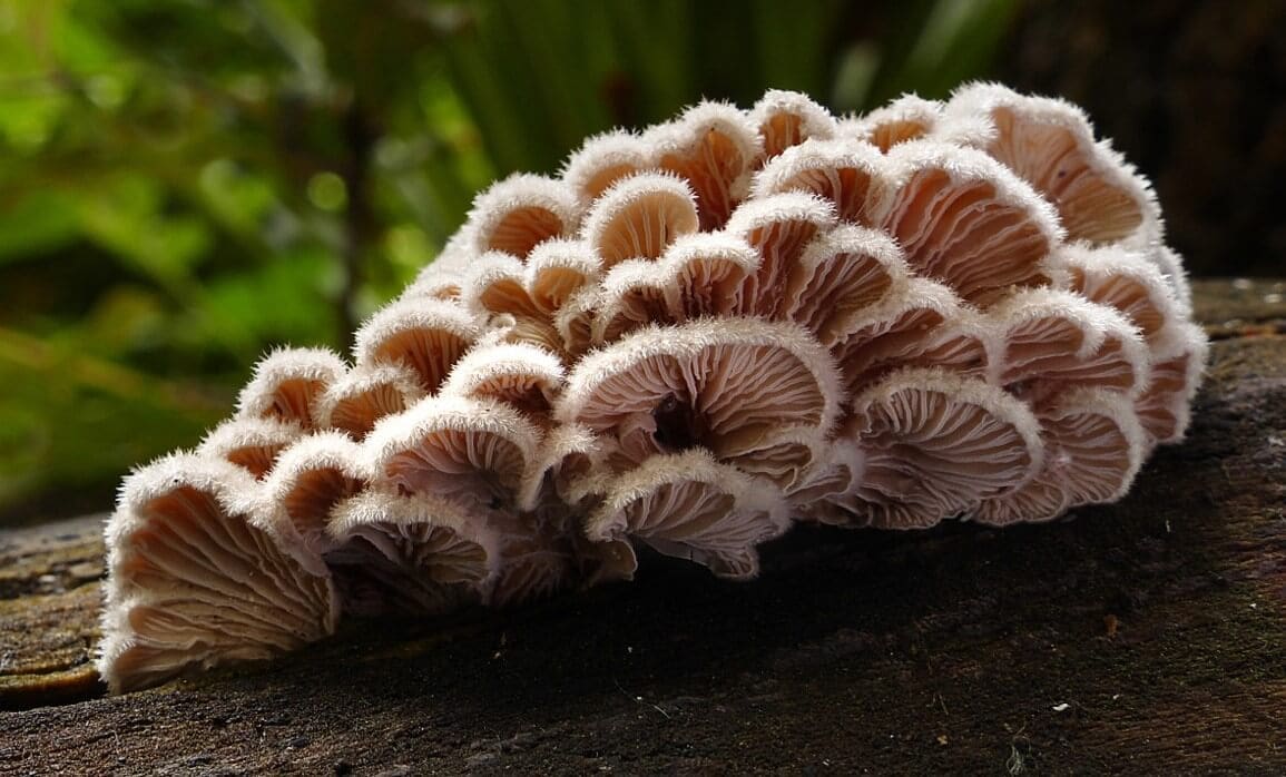 ciupercile si vocabularul