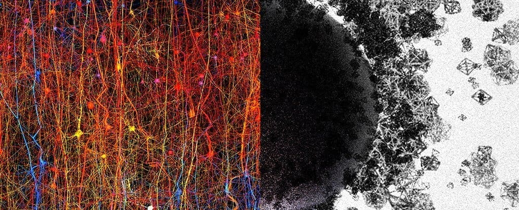 creierul uman si topologia algebrica