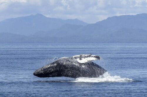 balenele comunica cu oamenii