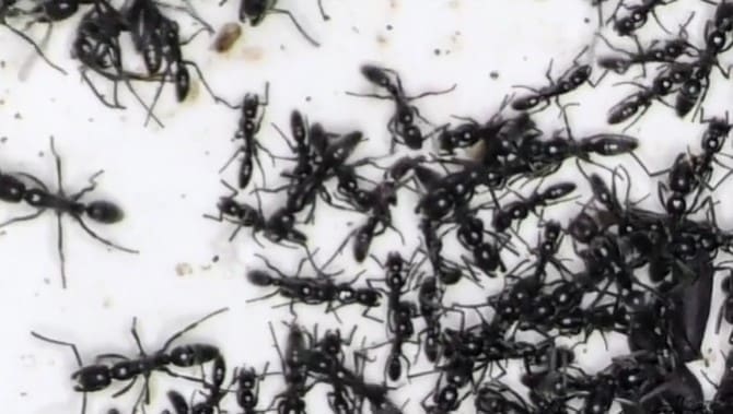 furnicile in documentar