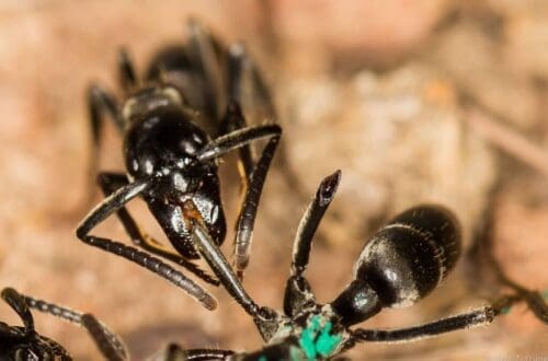 furnicile si antibioticele