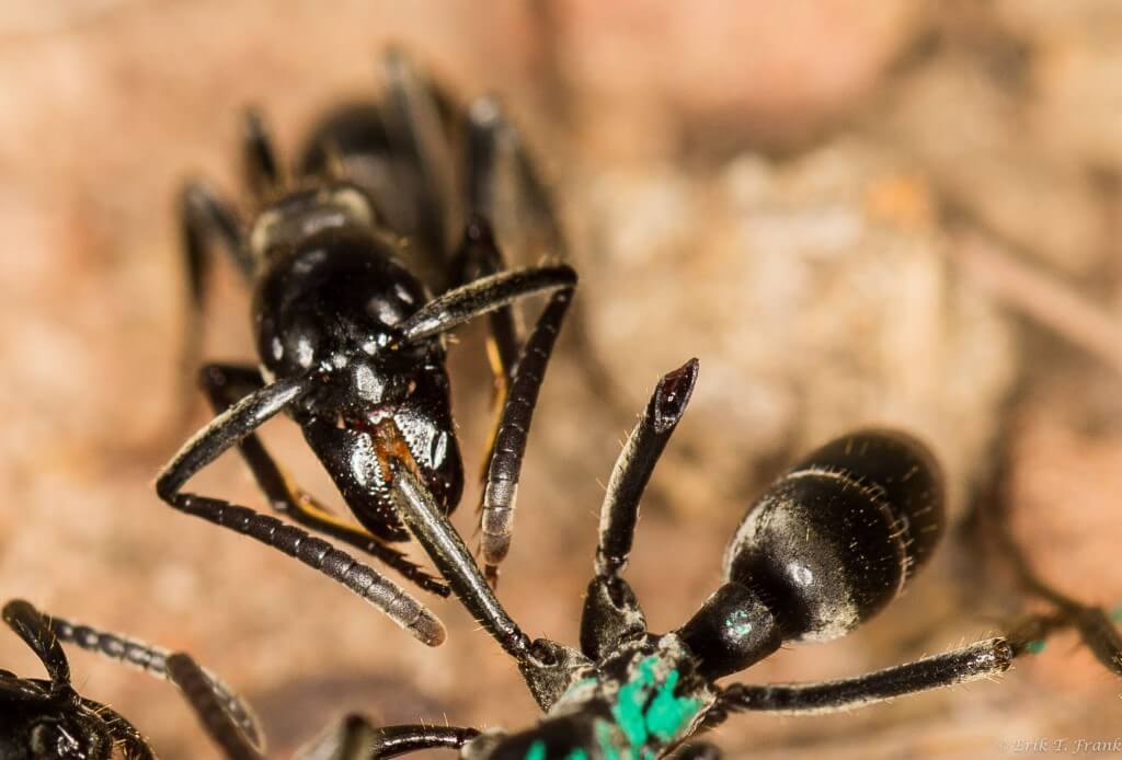 furnicile si antibioticele