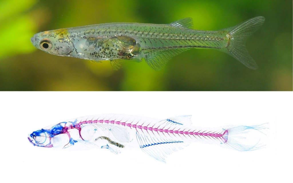 aparat locomotor peste