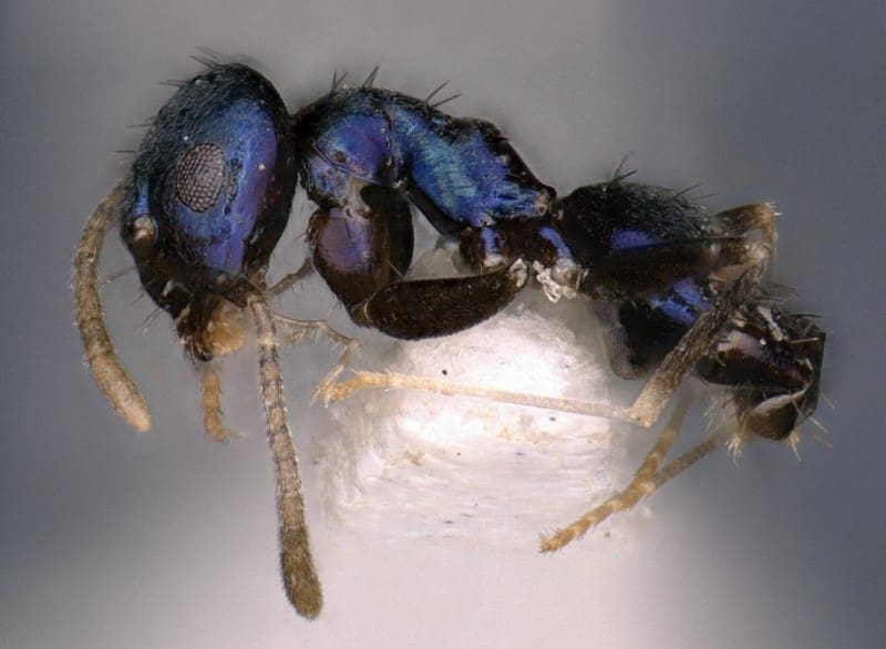 furnica descoperita