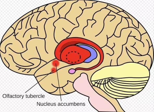 tulburare bipolara creier