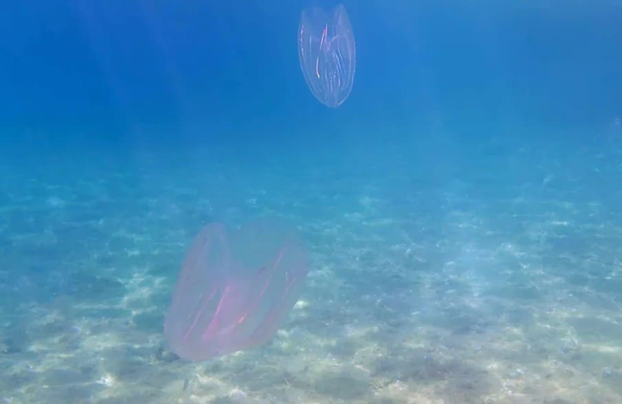 meduzele in salbaticie