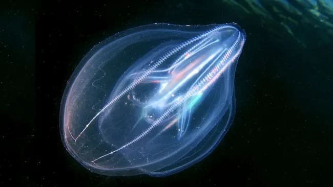 meduzele fuzioneaza