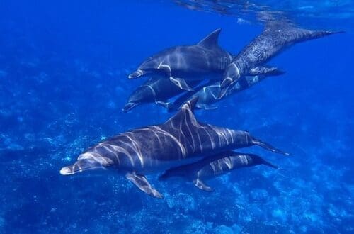 delfinii si gustul grasimii